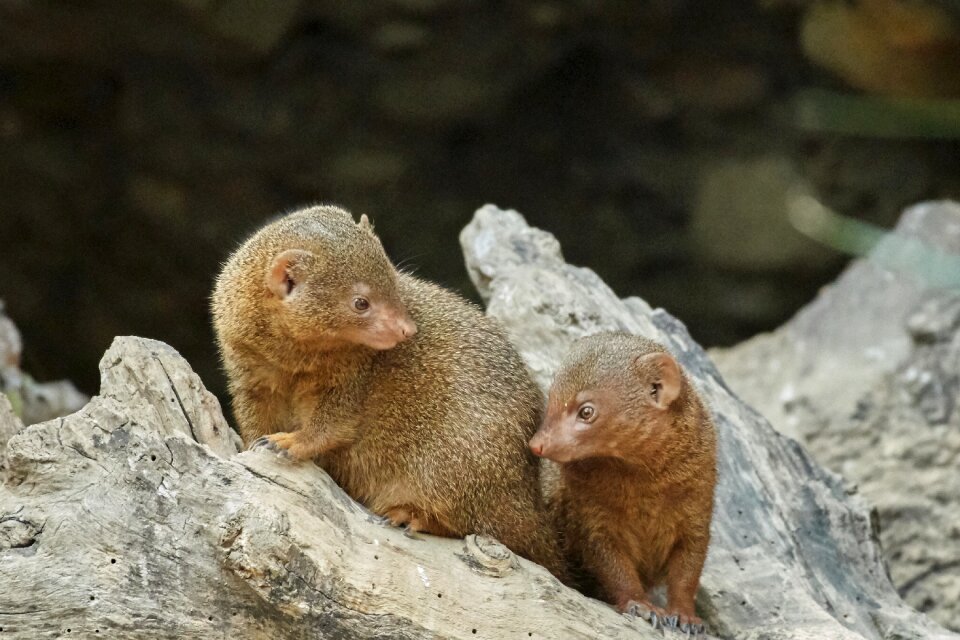 Mammal animal small