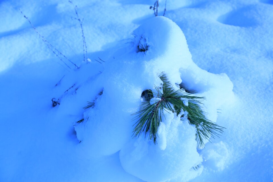 Cold pine pine seedlings
