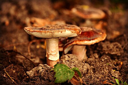 Fungus toadstool organic photo