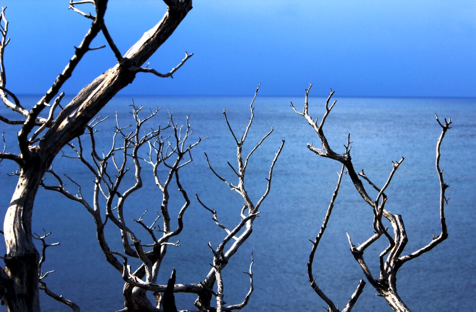 Summer nature background