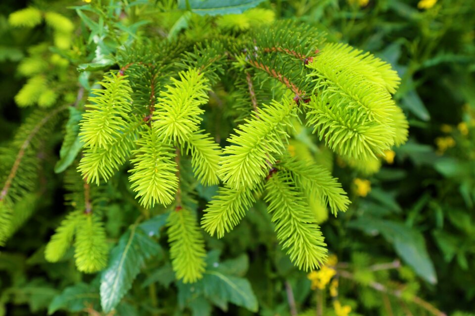 Nature tree pine tree