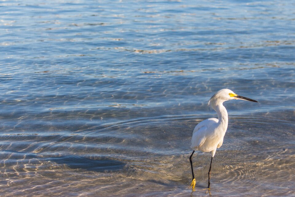 Water beak wings