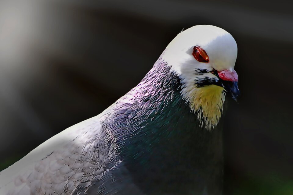 Flying pigeons plumage