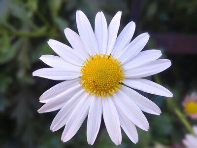 White flower white white flowers