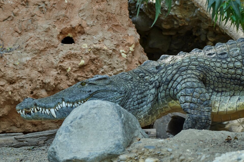 Animal world risk crocodile