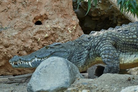 Animal world risk crocodile photo