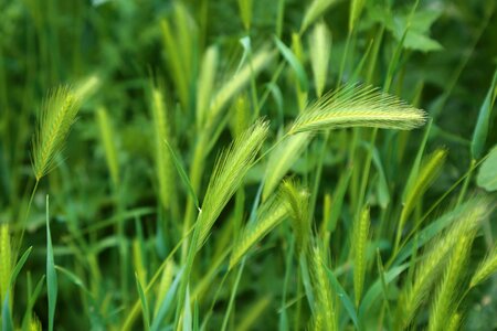 Grass garden spring photo