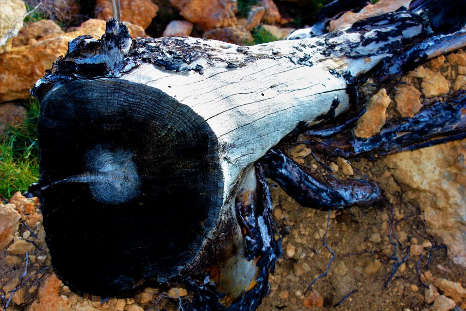 Destruction nature charred