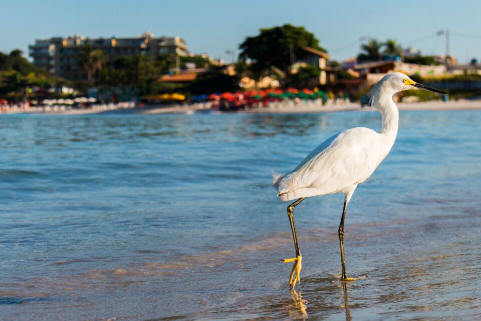 Animal beak water