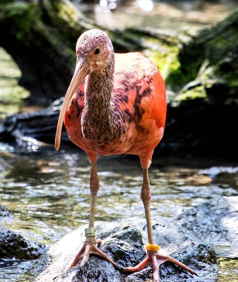 Animal world water nature