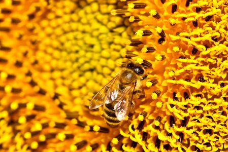 Sprinkle pollen blossom photo