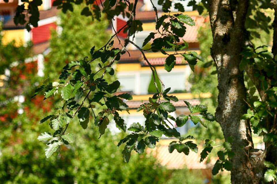Branches nature green