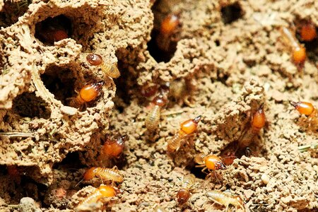 Nature food insect