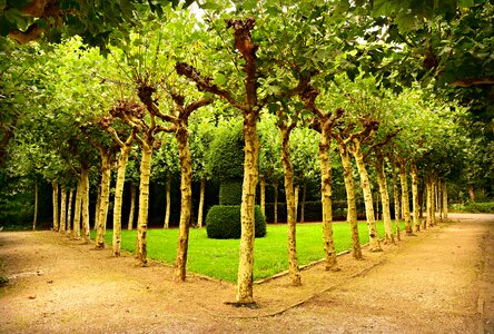 Tree lined lane symmetry