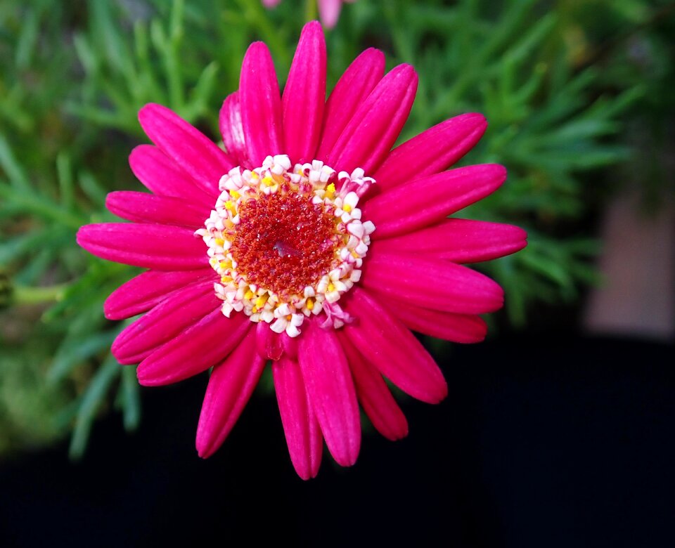 Bright plant garden