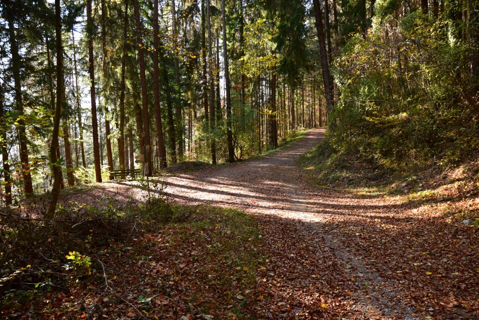 Forest landscape trees