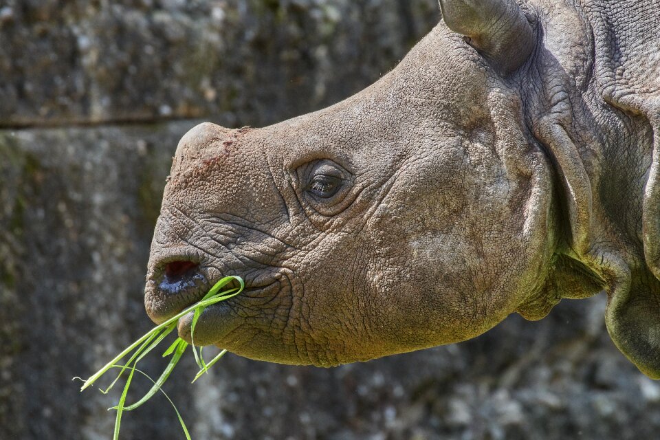Animal world wild big game