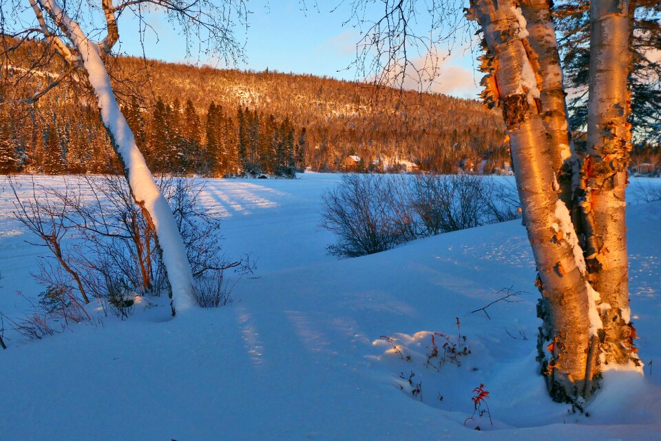 Snow trees birch photo