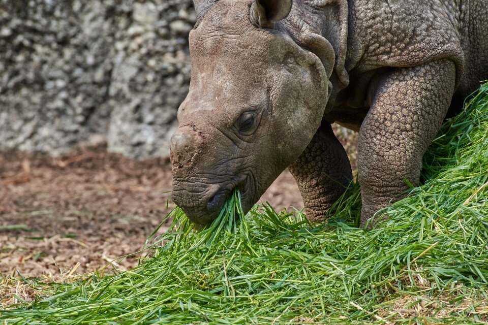 Animal world wild big game