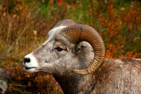 Ram wilderness male