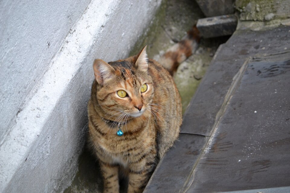 Pets portrait feline