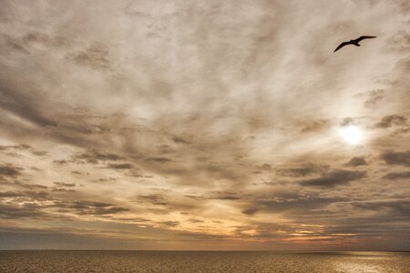 Flight freedom nature