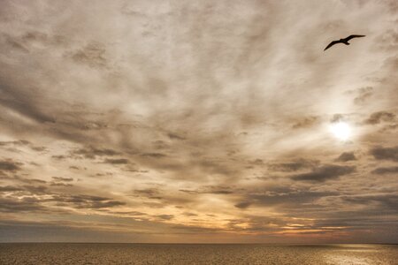 Flight freedom nature photo