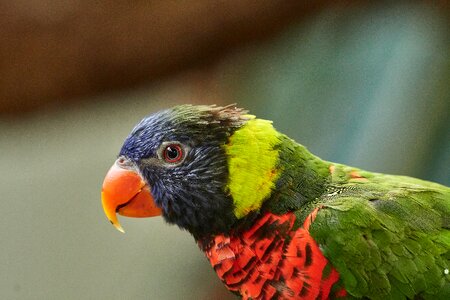 Lori bird animal world
