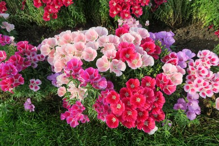 Plant garden spring flowers