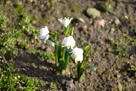 Flowers plant amaryllidaceae photo