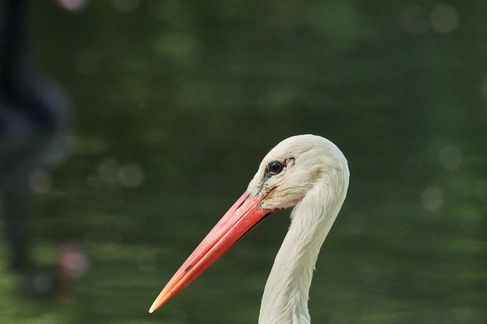 Animal world nature animal