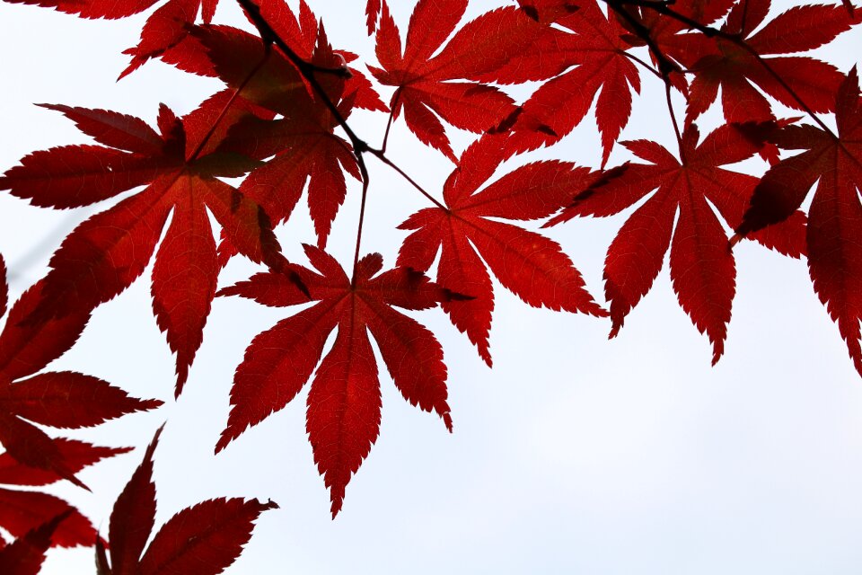 Nature leaf autumn