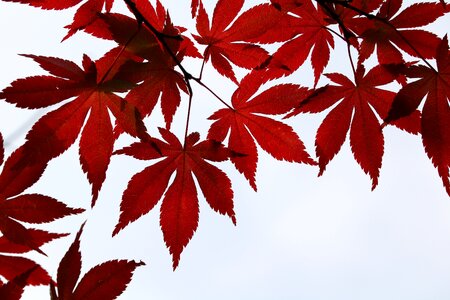 Nature leaf autumn