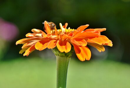 Composites flower summer flower