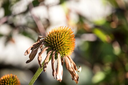 Withered flower garden ornamental plant photo