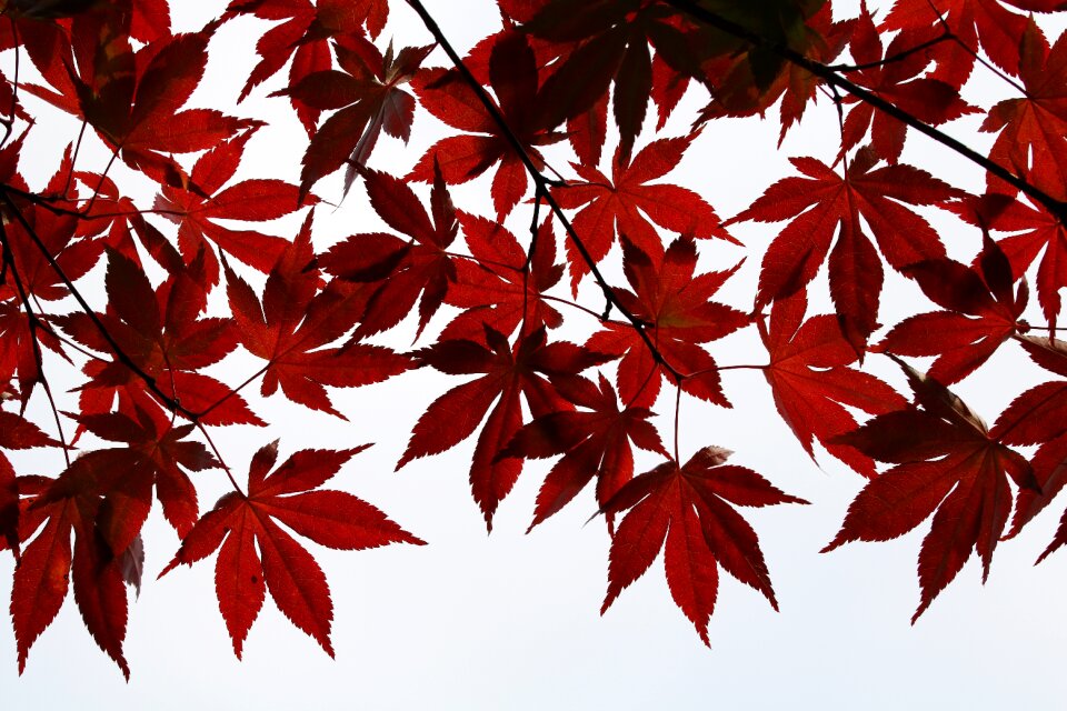 Nature leaf autumn