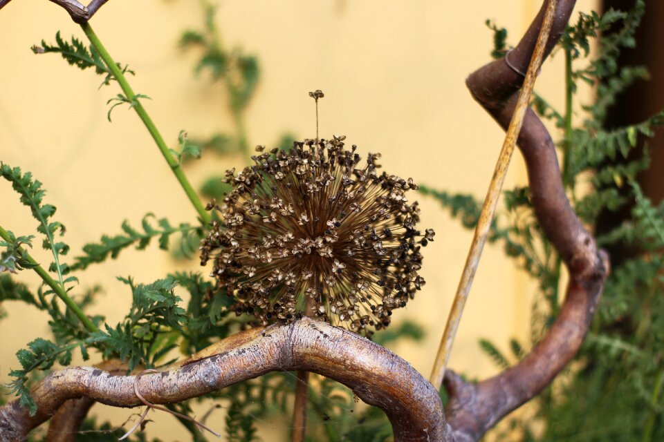 Dried zierlauch blossom bloom