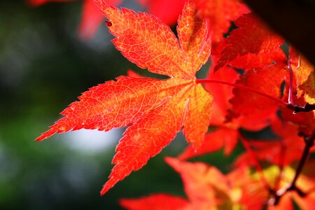 Nature leaf autumn photo