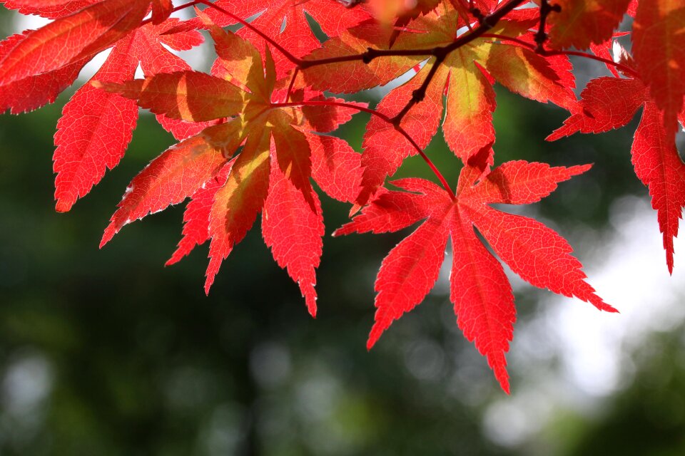 Nature leaf autumn