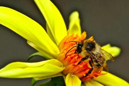 Yellow hummel insect photo