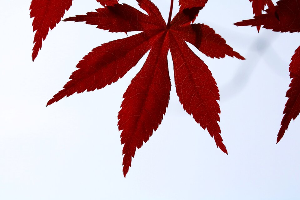Nature leaf autumn