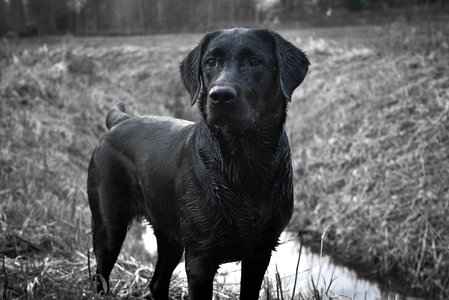 Black and white hound water