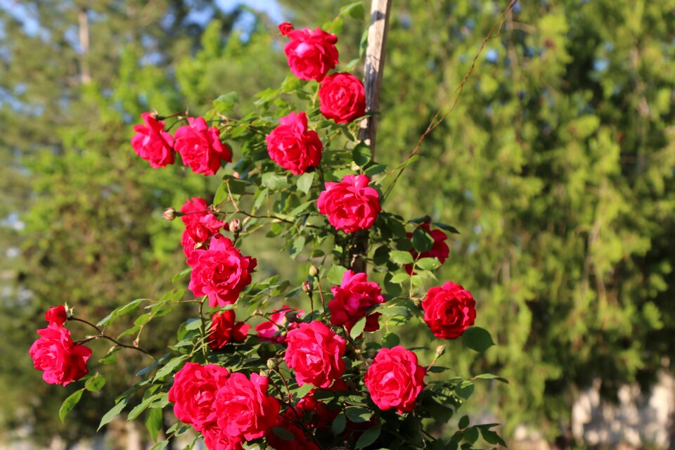 Roses rose pictures plant