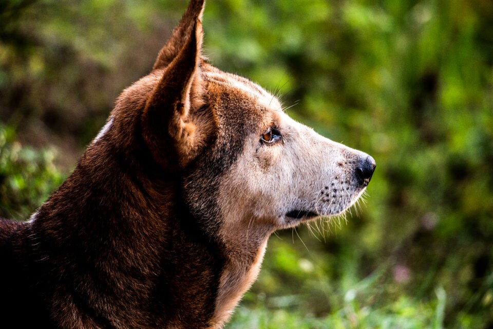 Street dog adorable looking