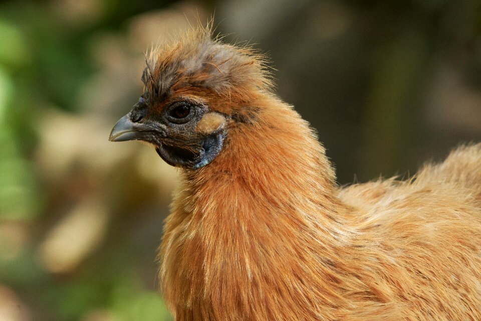 Nature bird animal world