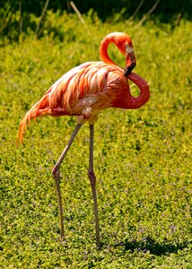 Animal plumage pink photo