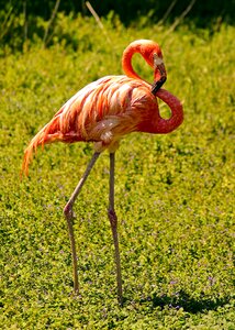 Animal plumage pink