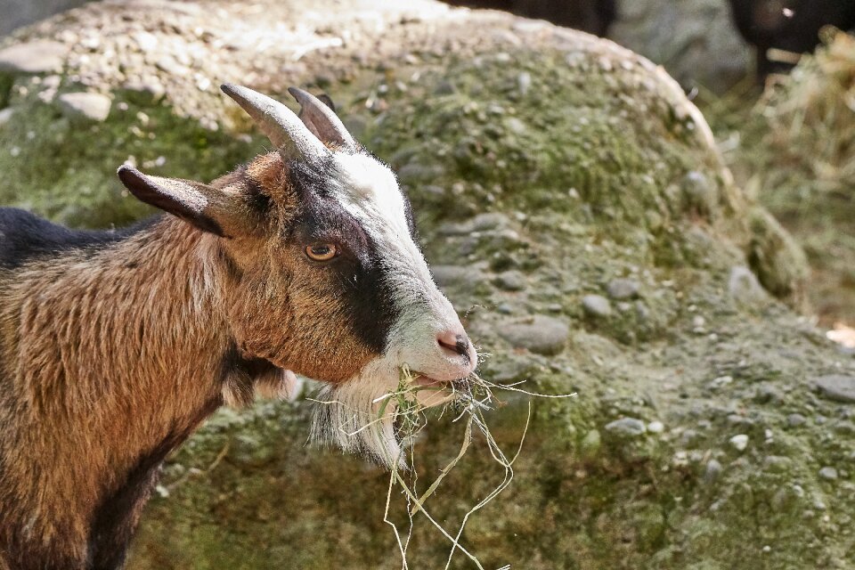 Nature animal mammal