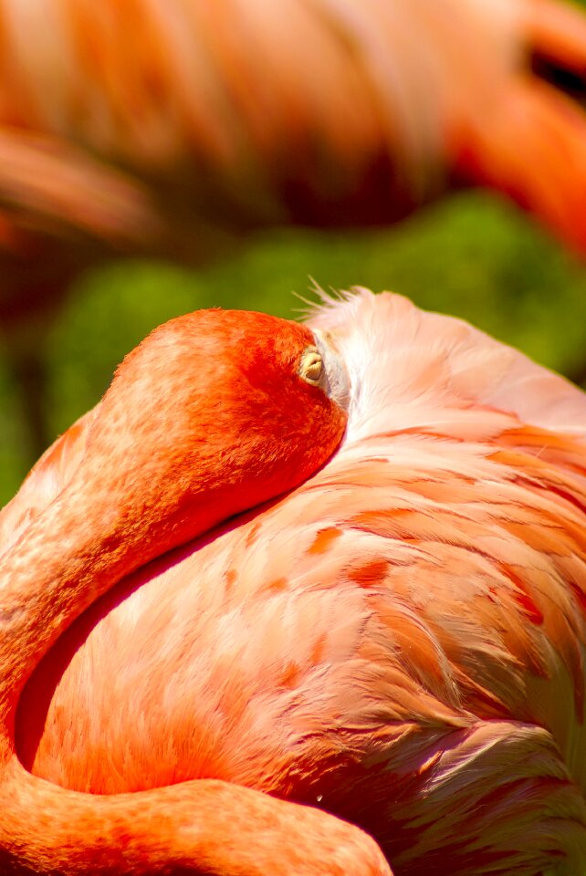Animal plumage pink
