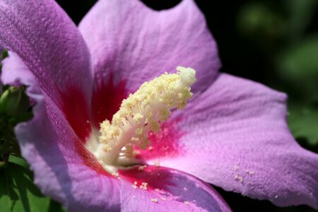 Plants korea pink
